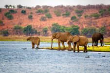 African elephants