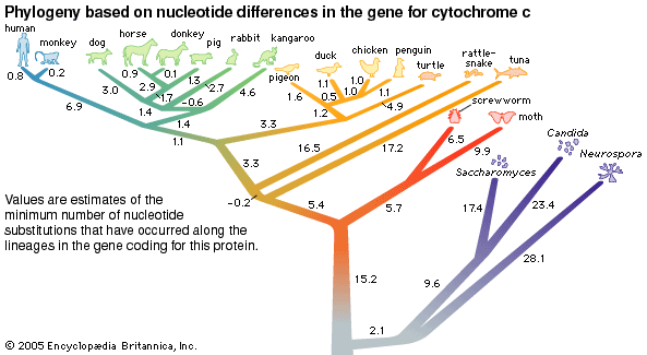 phylogenetic tree