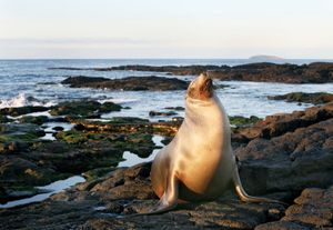 Sea lion in Galapagos National Park, Galapagos Islands, Ecuador.