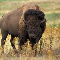 American bison (Bison bison) also known as buffalo or plains buffalo on the prairie, western U.S.