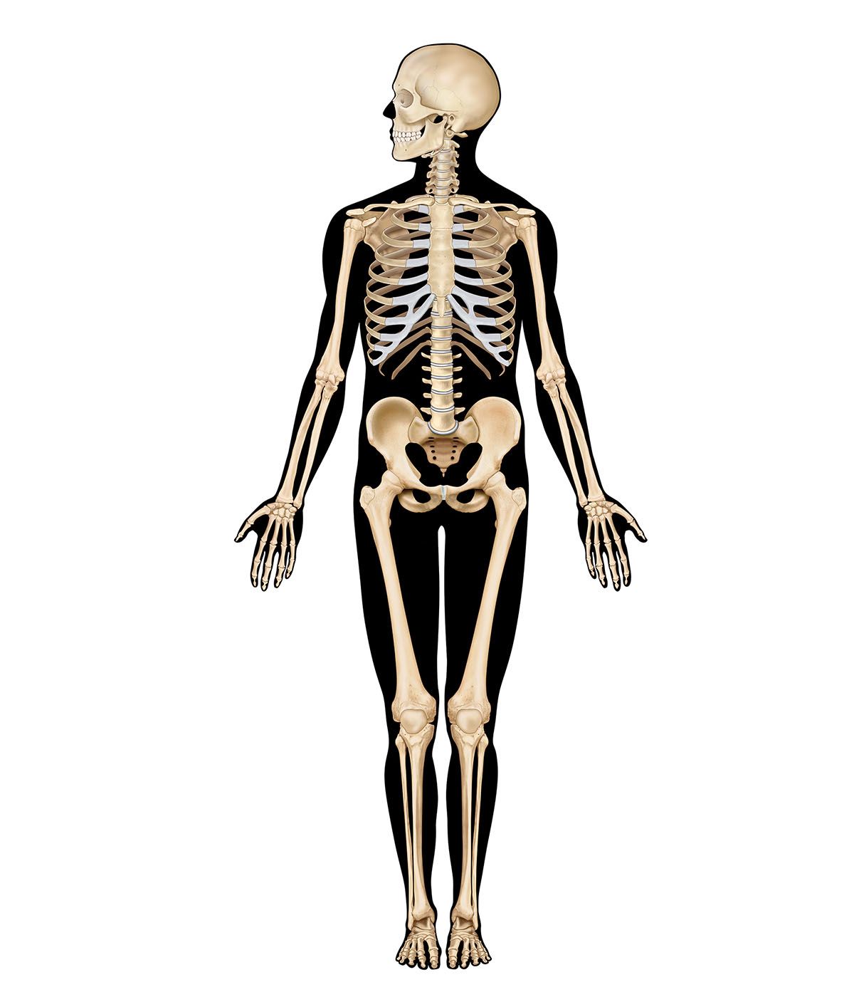 Human body systems interactive