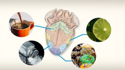 Do different parts of the tongue taste different flavors?