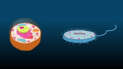 Eukaryotic vs. prokaryotic cells: Key differences explained