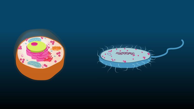 Eukaryotic vs. prokaryotic cells: Key differences explained