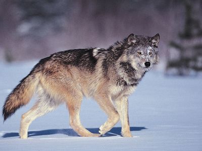 gray wolf