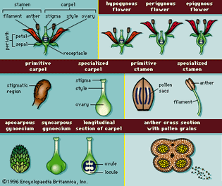 angiosperm floral anatomy