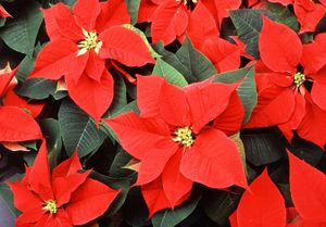 poinsettia