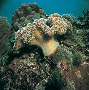 soft coral