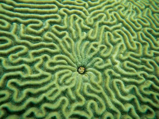 Fish (centre) in brain coral.