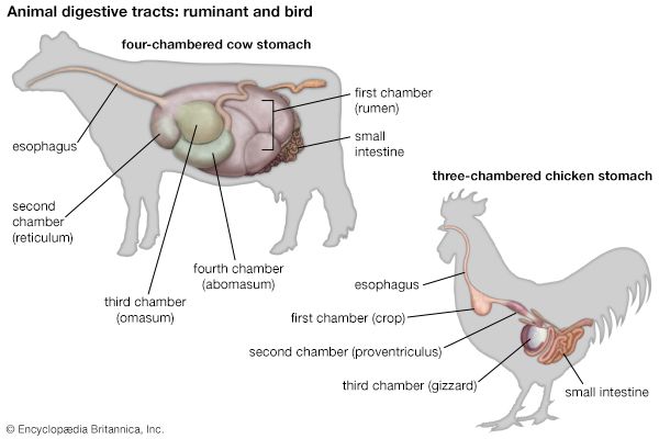 cow and chicken digestive tracts