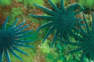 sunflower starfish