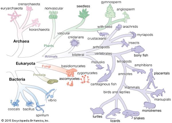 Tree of life illustrating the three-domain classification of life-forms