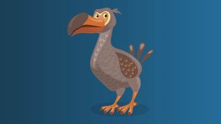 What happened to the dodo bird?