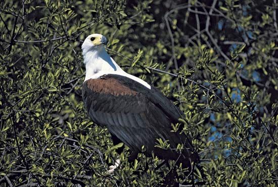 African fish eagle