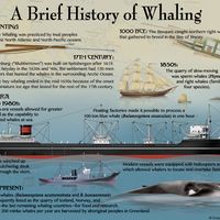 A brief history of whaling. infographic, whales