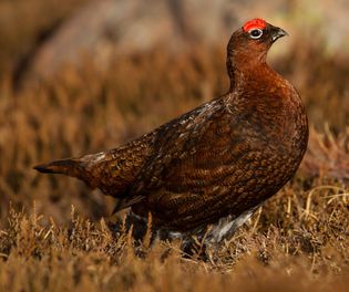 red grouse