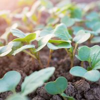 Plant seedlings emerging from rich fertile soil