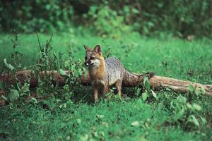 gray fox (Urocyon cinereoargenteus)