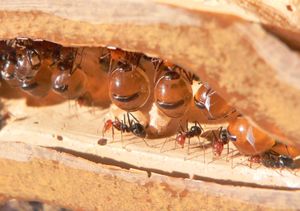 Honey ant repletes