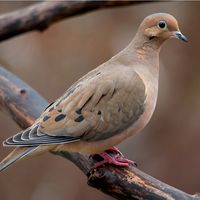 bird. mourning dove. pigeon and dove. Mourning Dove (Zenaida macroura) family Columbidae.