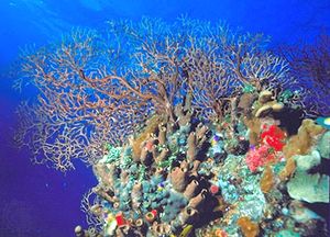 sea fan