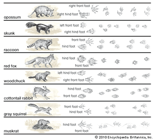 animal tracks