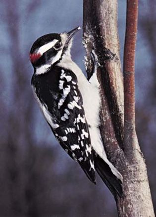 downy woodpecker