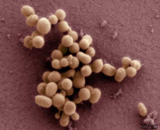 synthetic biology; Mycoplasma mycoides JCVI-syn1.0