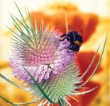 Bumblebee on teasel