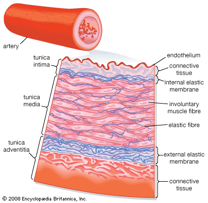 Transverse section of an artery.