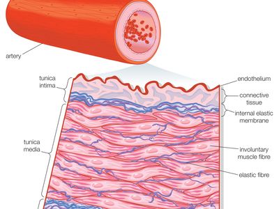 Transverse section of an artery.