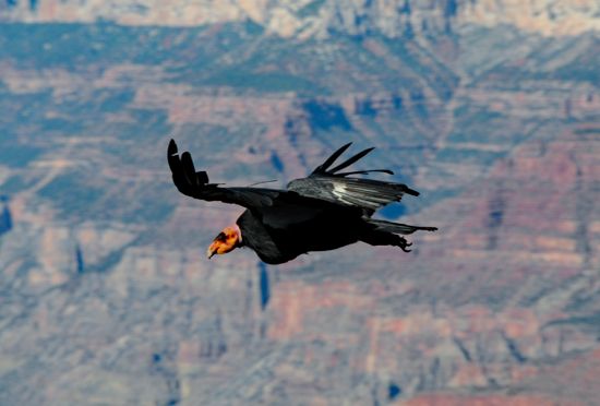 California condor