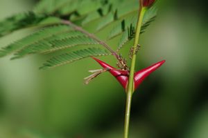 Acacia ants mutualism