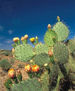 prickly pear