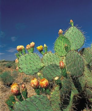 prickly pear