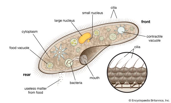 The protozoan called paramecium swims freely in its search for food such as bacteria. It captures the prey with its cilia (also shown enlarged). Enzymes in the food vacuoles digest the prey, and contractile vacuoles expel excess water.