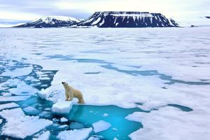 polar bear on ice floe