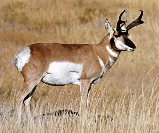 Pronghorn (Antilocapra americana).