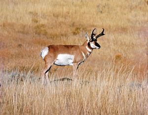 Pronghorn (Antilocapra americana).