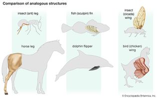 analogous structure