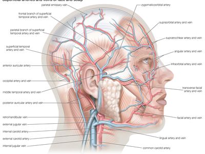 Superficial arteries and veins of the face and scalp.