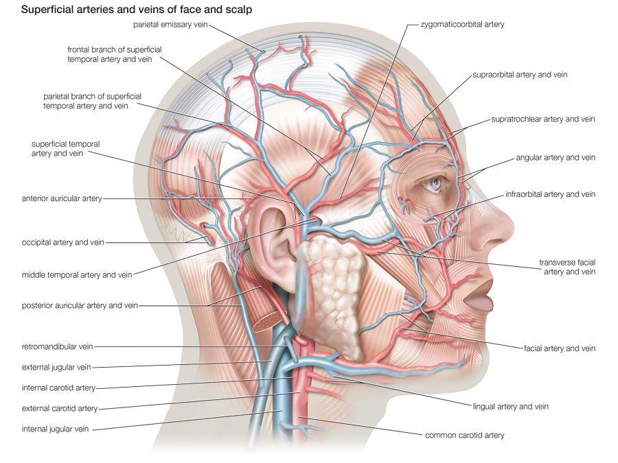 Superficial arteries and veins of the face and scalp.