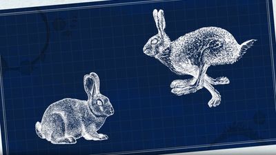 What is the difference between a rabbit and a hare?