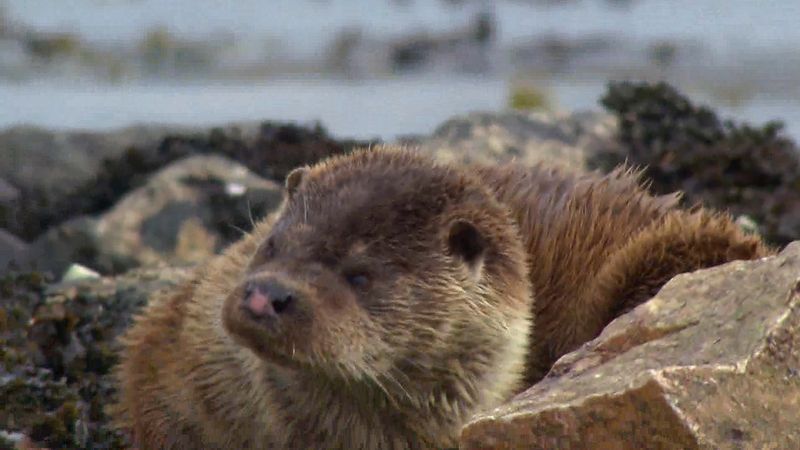 Spotting wild otters in the Shetland Islands