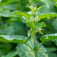 Urtica dioica, often called common nettle or stinging nettle