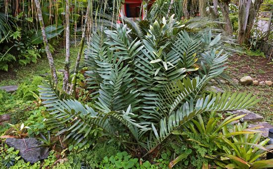 cardboard palm