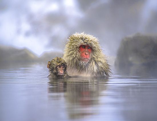 Japanese macaque  (Macaca fuscata)