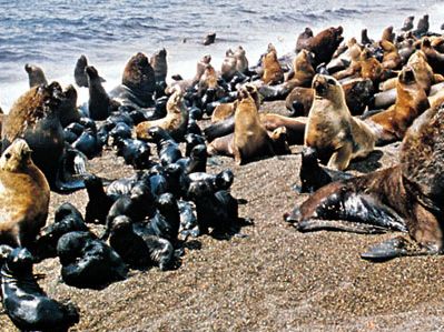 Southern sea lions (Otaria byronia).