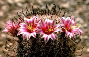 fishhook cactus