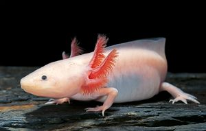 axolotl